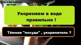 Укореняем в воде правильно - зачем нужна тёмная "посуда" , укоренитель и т.д