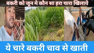 मैंने कौन से चारे लगाए |खेत मे नया फार्म फुल वीडियो |Vimalumrao