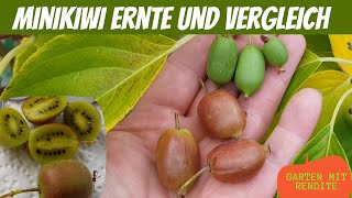 Mini Kiwi Ernte mit Vergleich Red Jumbo | Julia | Weiki