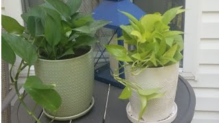 Repotting Two House Plants