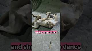 Funny animals video | Street Dog | #shorts #funnyanimals