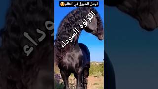 عجائب مخلوقات الله_ الخيول رقم1 في العالم #خيل #حيوانات نادرة  #معلومات