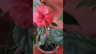 Flowering plants #viral #viralshorts #viralshort #shorts #short #shortvedio #viralvedio