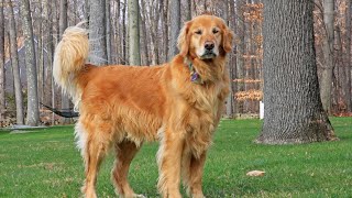 Teaching Tricks to Your Golden Retriever!