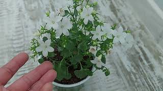 Campanula Земляничка ЗЦ (невеста )