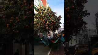 🍊Picking oranges in Spain