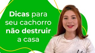 DICAS PARA SEU CACHORRO PARAR DE DESTRUIR MÓVEIS DA CASA