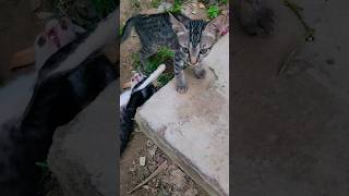 Just for fun #cat #kittty ##funnykittens #catlover #crazykitty #shortsvideo