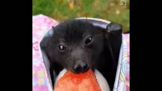 Black-eyed baby bat gobbling at a bit of watermelon. Unbearably cute. Tiny licky baby