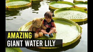 Amazing Giant Water Lily - Full Documentary