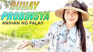 PAANI NG PALAY|BUHAY SA PROBINSYA|geng Castillo