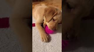 🐶 Puppy and His Favourite Teething Ball #shorts