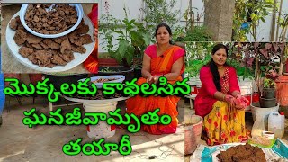 preparation of Ghana Jeevamrutham||మొక్కలకు కావలసిన ఘనజీవామృతం తయారీ విధానం