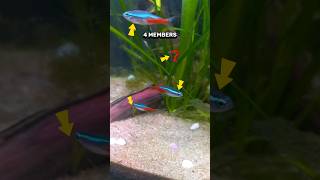 Amazing facts about neon tetra fish #shorts #fish