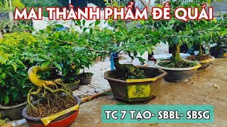 09/09. Mai Thành Phẩm, Mai Giống Mới Nhiều Cỡ Giá Rẻ.☎Trang 0359910781