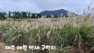 #억새명소 #제주억새 #제주억새군락지 #억새가아름다운곳