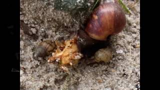 snail crawling