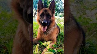 German shepherd stock coat male dog #viral #trending #music #youtubeshorts #shorts #short #subscribe