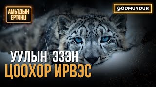 Уулын эзэн цоохор ирвэс - АМЬТДЫН ЕРТӨНЦ