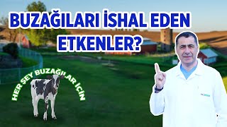 Buzağıları ishal eden etkenler neler?