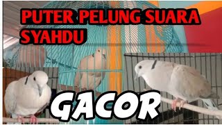 PUTER PELUNG SUARA SYAHDU / Gacor