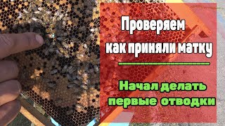 Контроль приема чистопородной пчеломатки. Часть 3