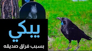 ذهب الغراب الي قبر صديقه المفضل    ولكن ما يحزن بعد ذلك لم يكن ليصدقه عقل