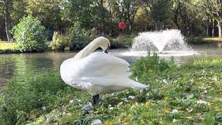 Autumn in Locke Park swan pruning