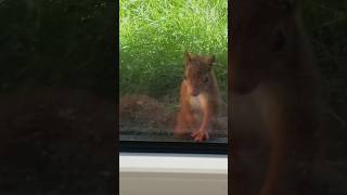 I saw a squirrel in belgium #shortsvideo #shorts