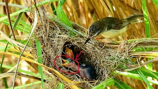 Wow baby bird eat big blue warm