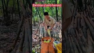 Tips for successful bamboo shoot harvest open! a knife section。竹筍收成成功訣竅大公開！一看即學，一刀一節，香味濃鬱，鮮嫩可口