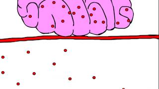 methamphetmaine brain entry without anti-methamphetamine monoclonal antibody