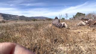 Coyote hunting drop him in his tracks  #hunter #caseria #hunting #coyotes #predator #caseria