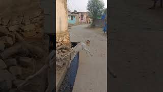 Cow Baby ka Long Jump.. #youtubeshorts #shorts