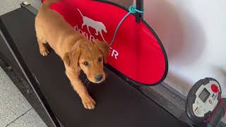 Fletcher's Puppy Training | VK9 Board and Train, Boise