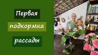 Первая подкормка рассады