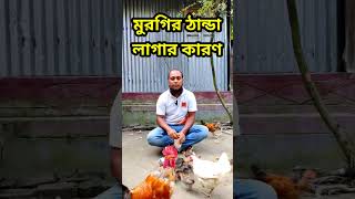 মুরগির ঠান্ডা #nurbhai #hen #chicken #viralshort