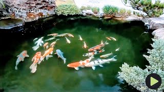 Amazing Koi Fish Pond | Hồ Koi Đẹp Kinh Ngạc