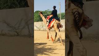 The Great Race of Camels #shorts  #shortvideo