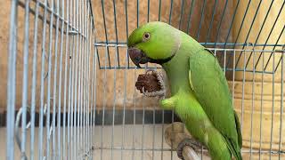 Why do Parrots loves Chocolate 🍫 too Much || Must watch How ringneck eats chocolate