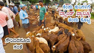 Gauribidanur sheep market gives brand value to Red sheep