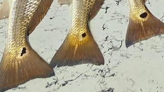 Casting by Faith Lures upper slot Redfish