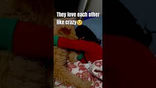 Poodles love Humans #poodle #viralvideo #viralshorts #apricotpoodle #doglove #lovedogs #funnypuppy