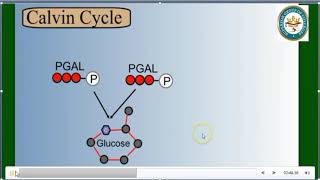 dark reaction, lec 10