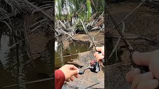 Umpan Turun Langsung Di Sambar Kakap Putih #shorts #mancing_kakap_putih