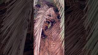 A lovely parrot at park Guell, Barcelona. #wildlife, #wildbirds, #parrot #parkguell