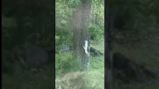 "Spotting a Rare White Albino Squirrel in the Wild!"** 🐿️🌳