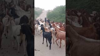 الماعز من القرية إلى الغابة في الصباح #animals #viralvideo #goat #shorts