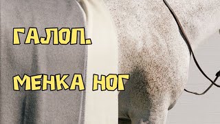 Менка на ног на галопе . Посылы, сигналы. Как выполняется