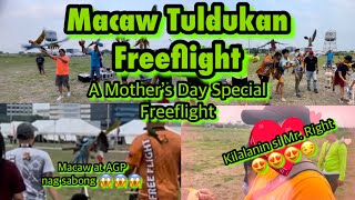 MACAW TULDUKAN FREEFLIGHT | Macaw Parrot | African Gray Parrot | Conure | Parrot Lovers